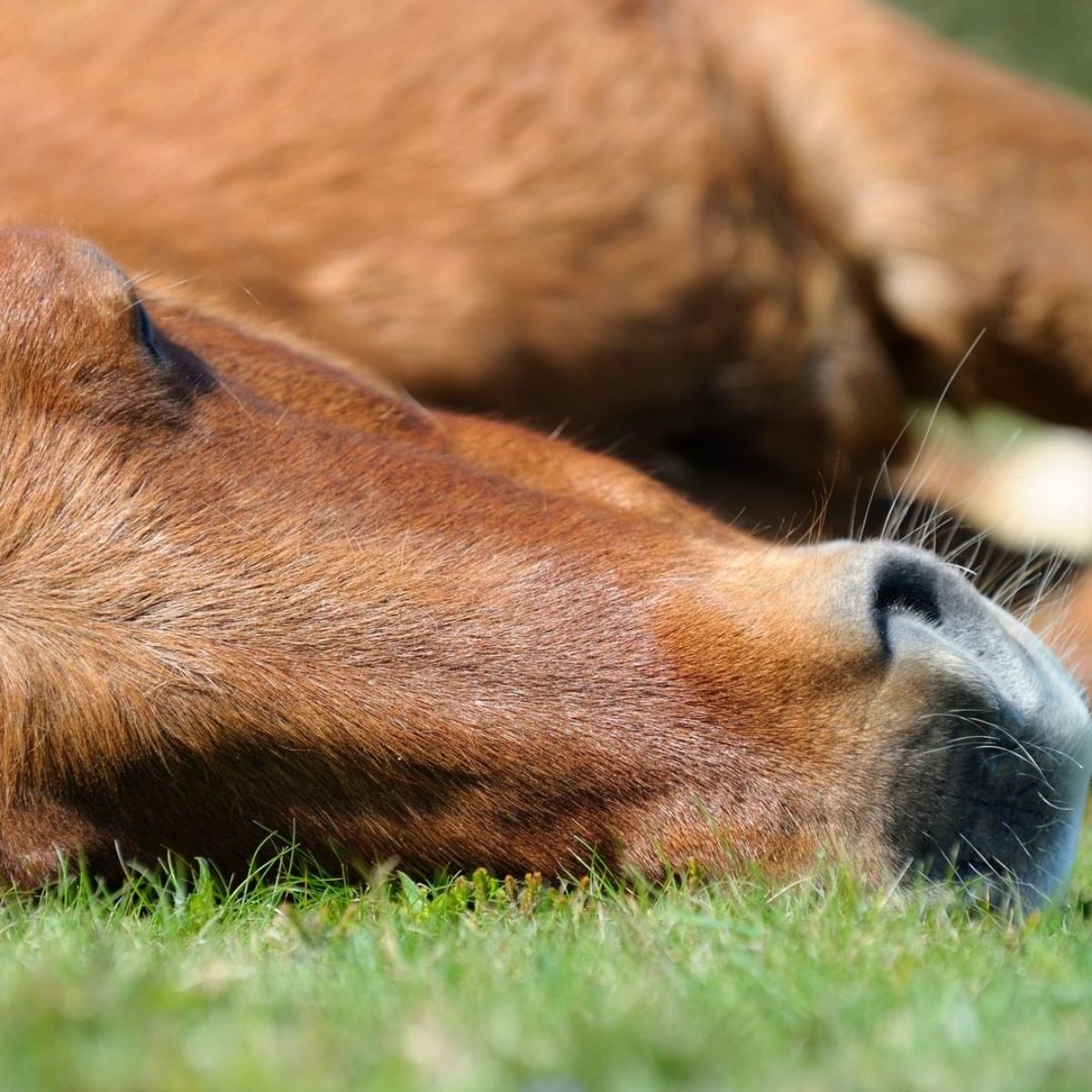 A brown horse sleeps on the lawn.