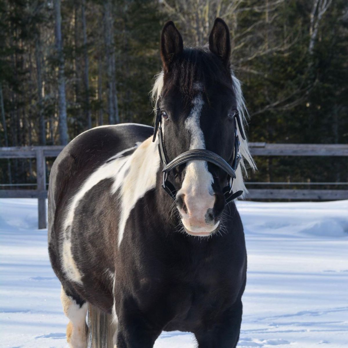 Spotted Saddle Horse stands on a snow-covered ground.