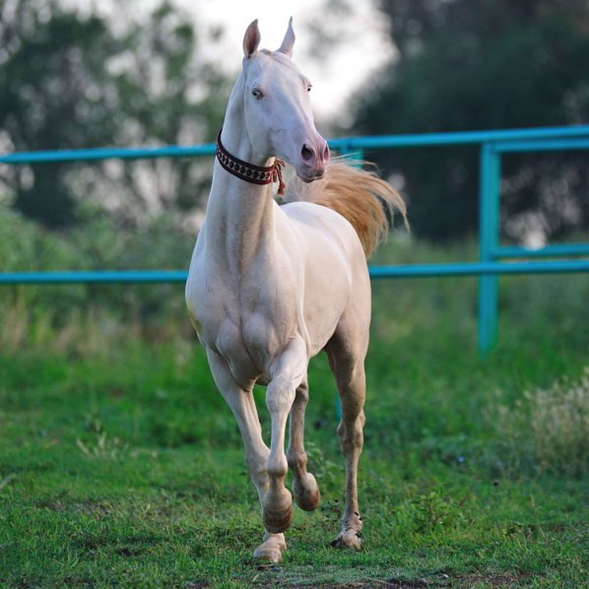 An elegant gray Akhal-Teke runs on a ranch.
