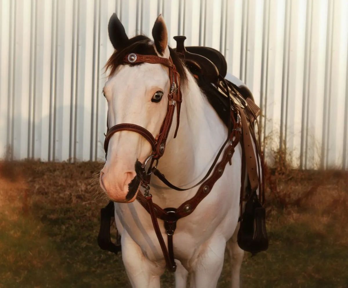 An adorable white Australian Pony with a leather saddle.