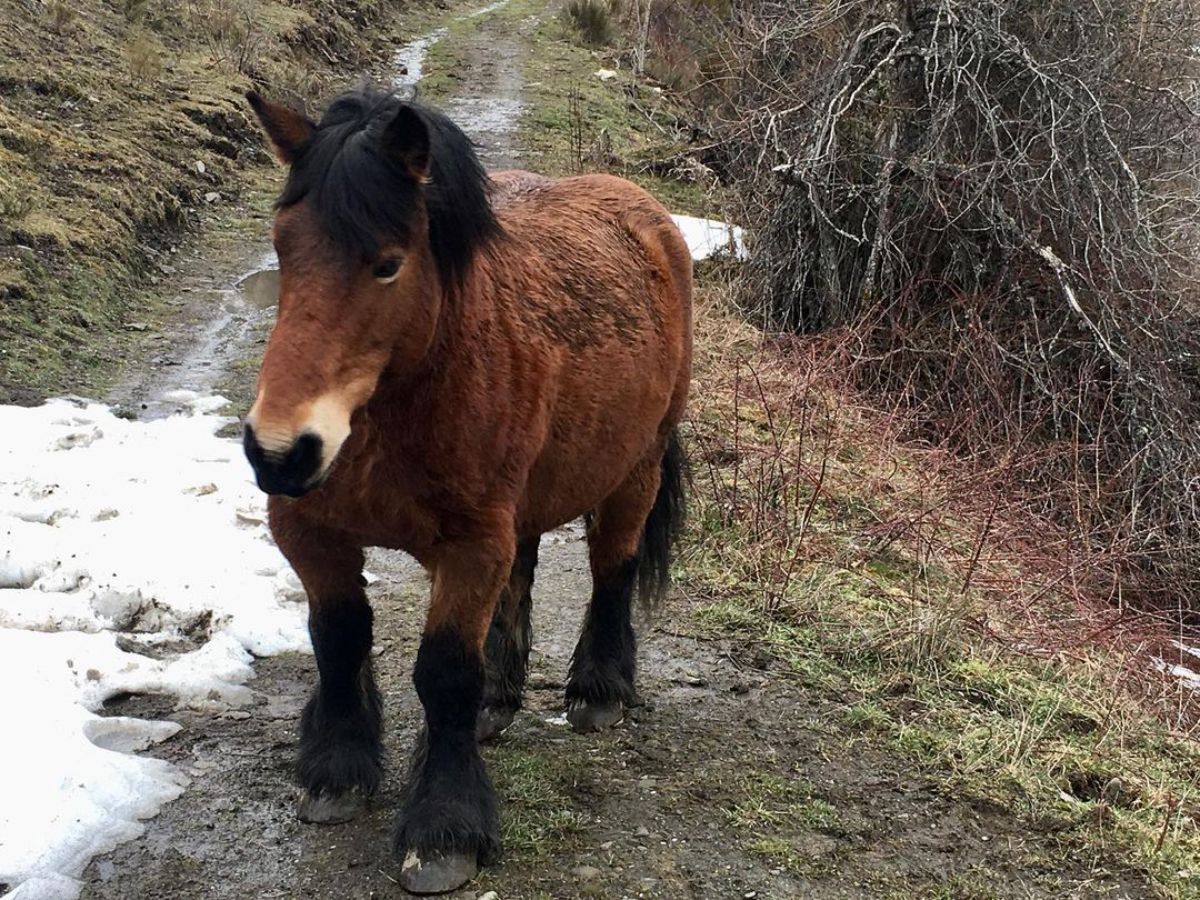 An adorable brown Burguete horse on a trail.