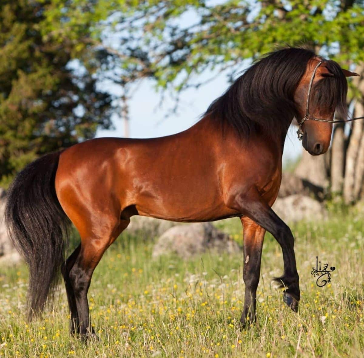 A brown Caspian Horse with a shiny coat and a black mane.