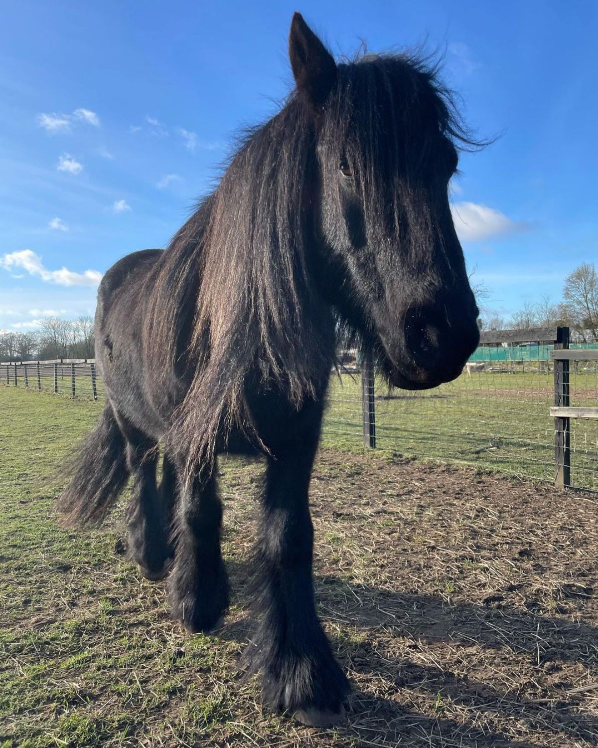 An adorable black Fell Pony walks on a ranch.