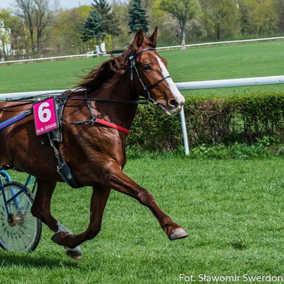 A brown French Trotter horse pulls a wagon.