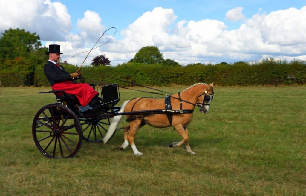 9 Types of HorseDrawn Carriages (with Images)