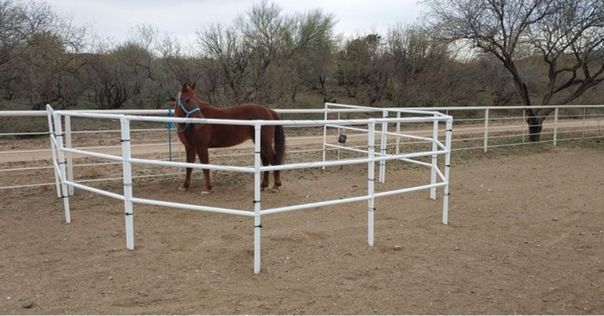 A brown horse stands near a wite PVC fence.