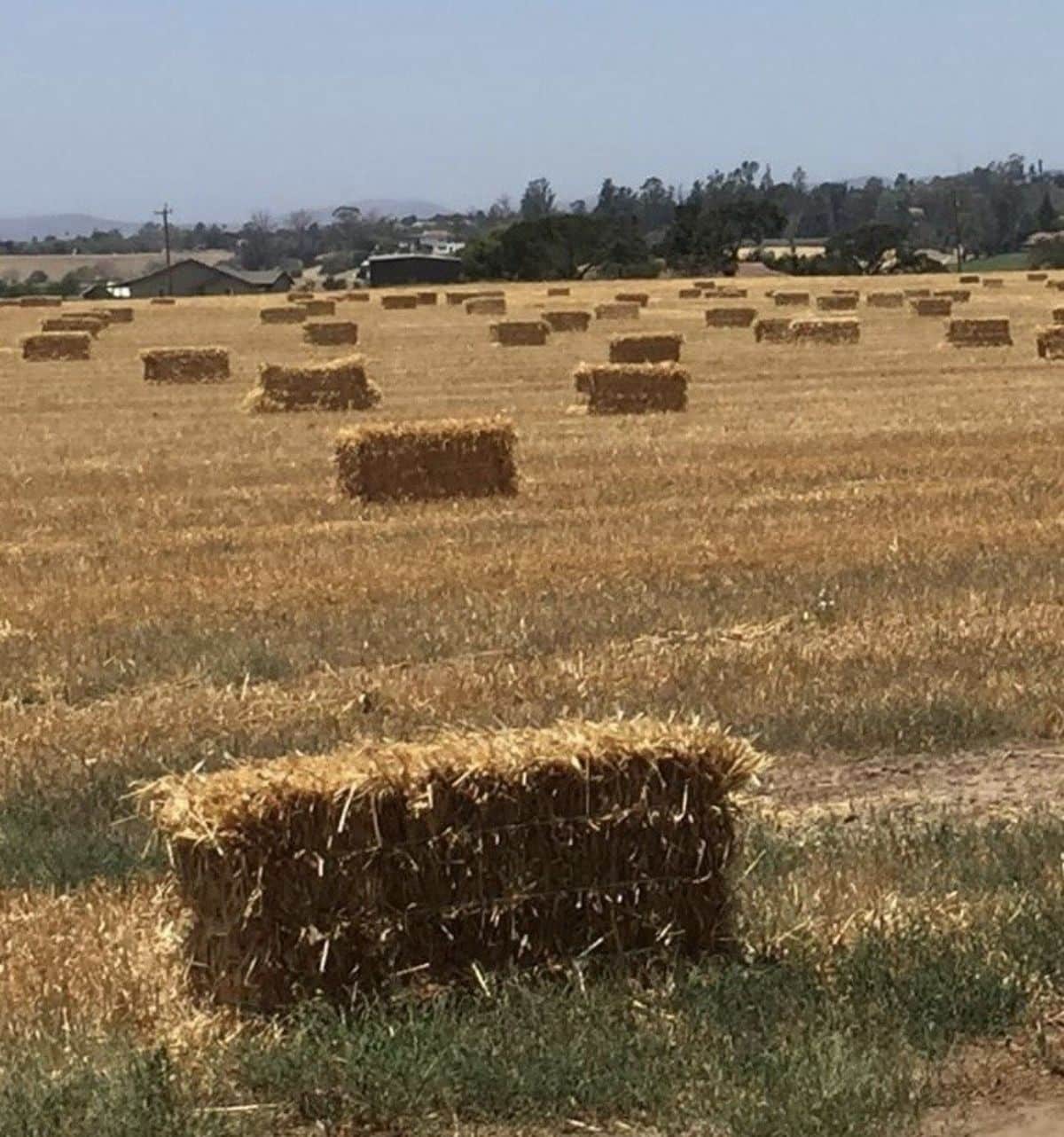 Barley Hay on a field.