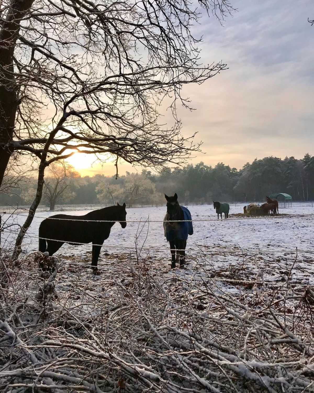 A herd of horses on a snow-covered ranch.