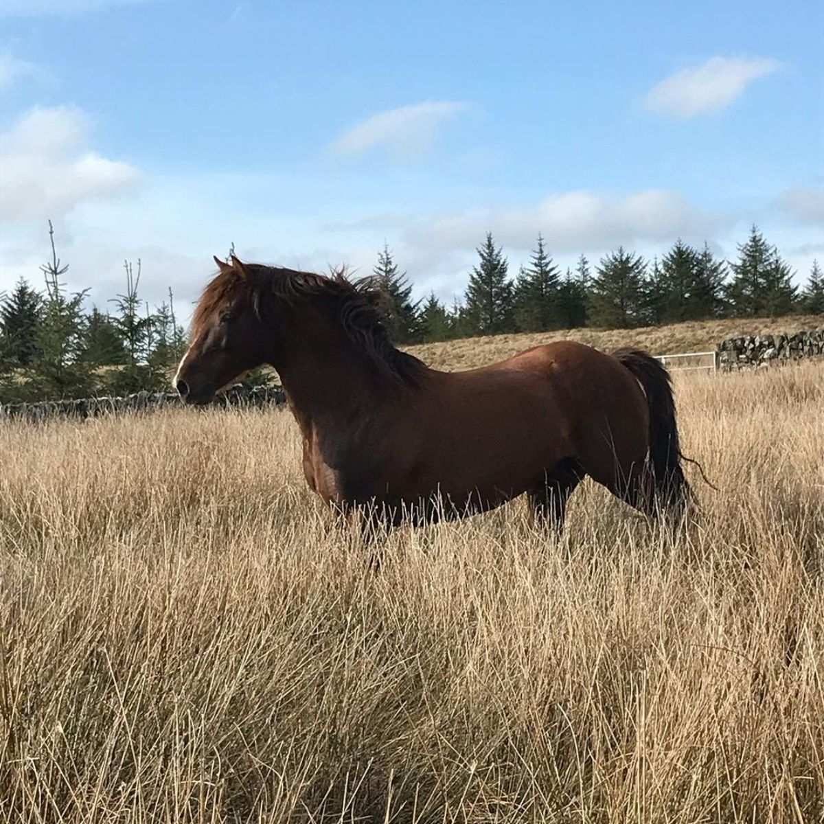 A brown Morgan Horse walks through a field.