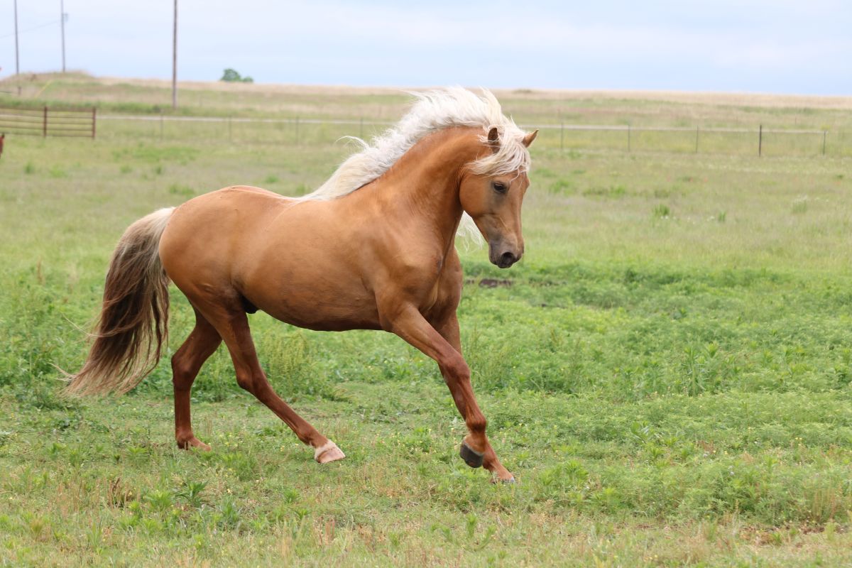A beautiful brown Morgan horse with a white mane runs on a ranch.