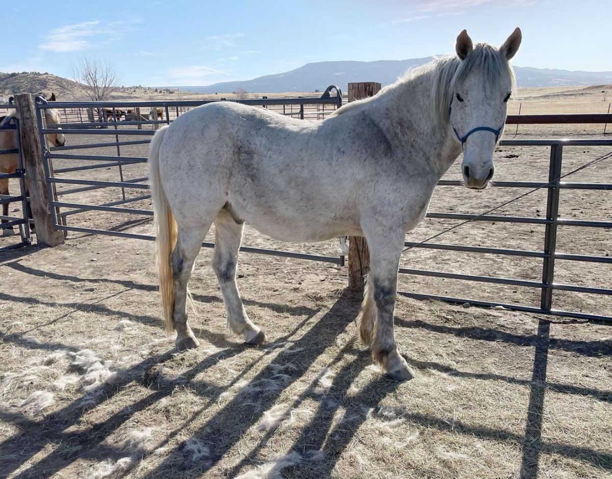 A gray Mustang horse stands near a metal fence.