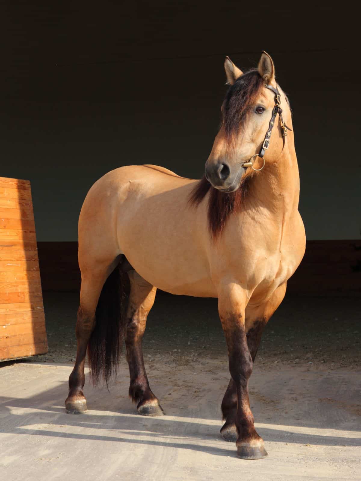 An elegant Paso Finos horse with a shiny coat.