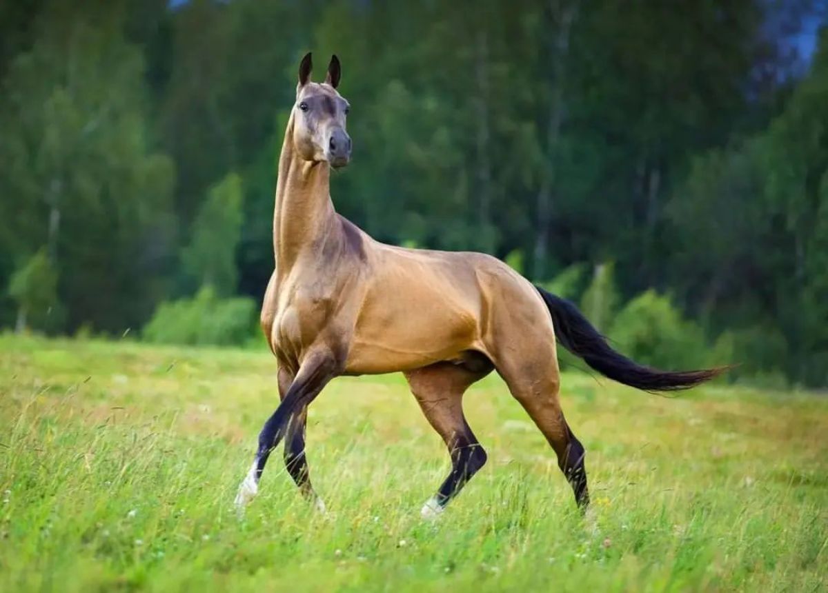 A golden Akhal-Teke horse with a shiny coat stands on a field.