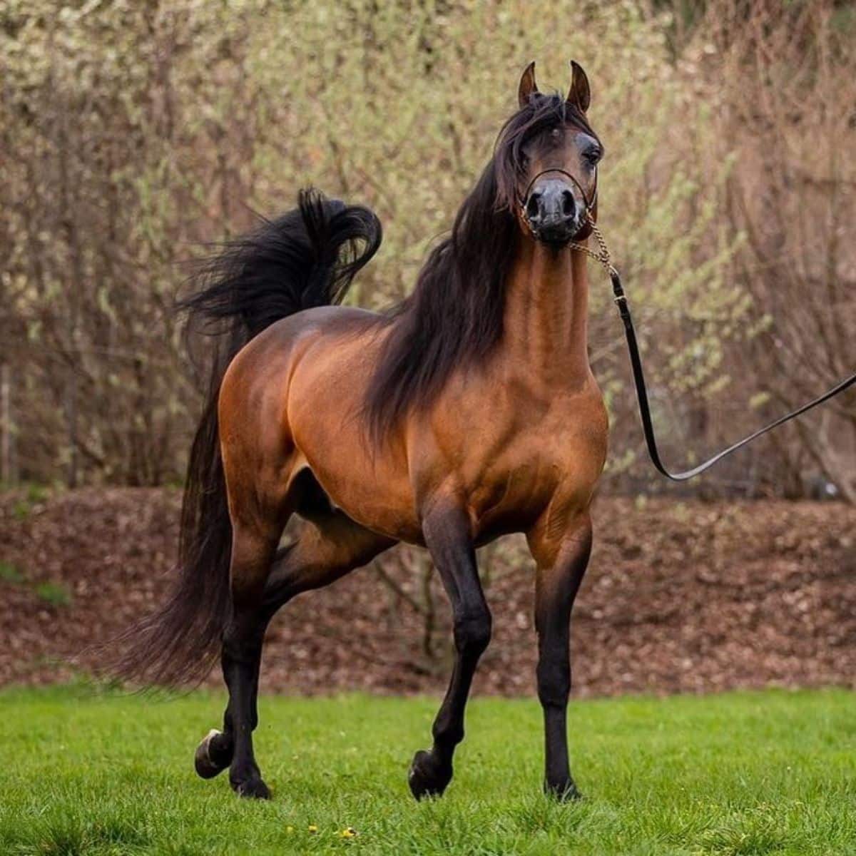 An elegant brown Arabian Horse walks on a green lawn.