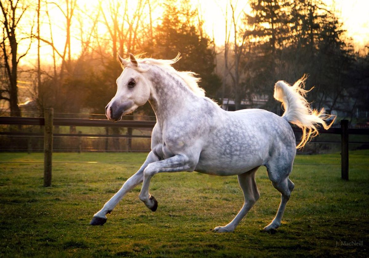 An adorable white-gray Arabian horse runs on a ranch.