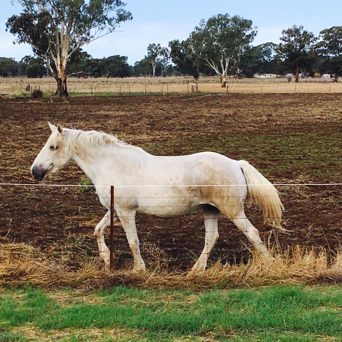 A big white Australian Draught Horse walks on a field.
