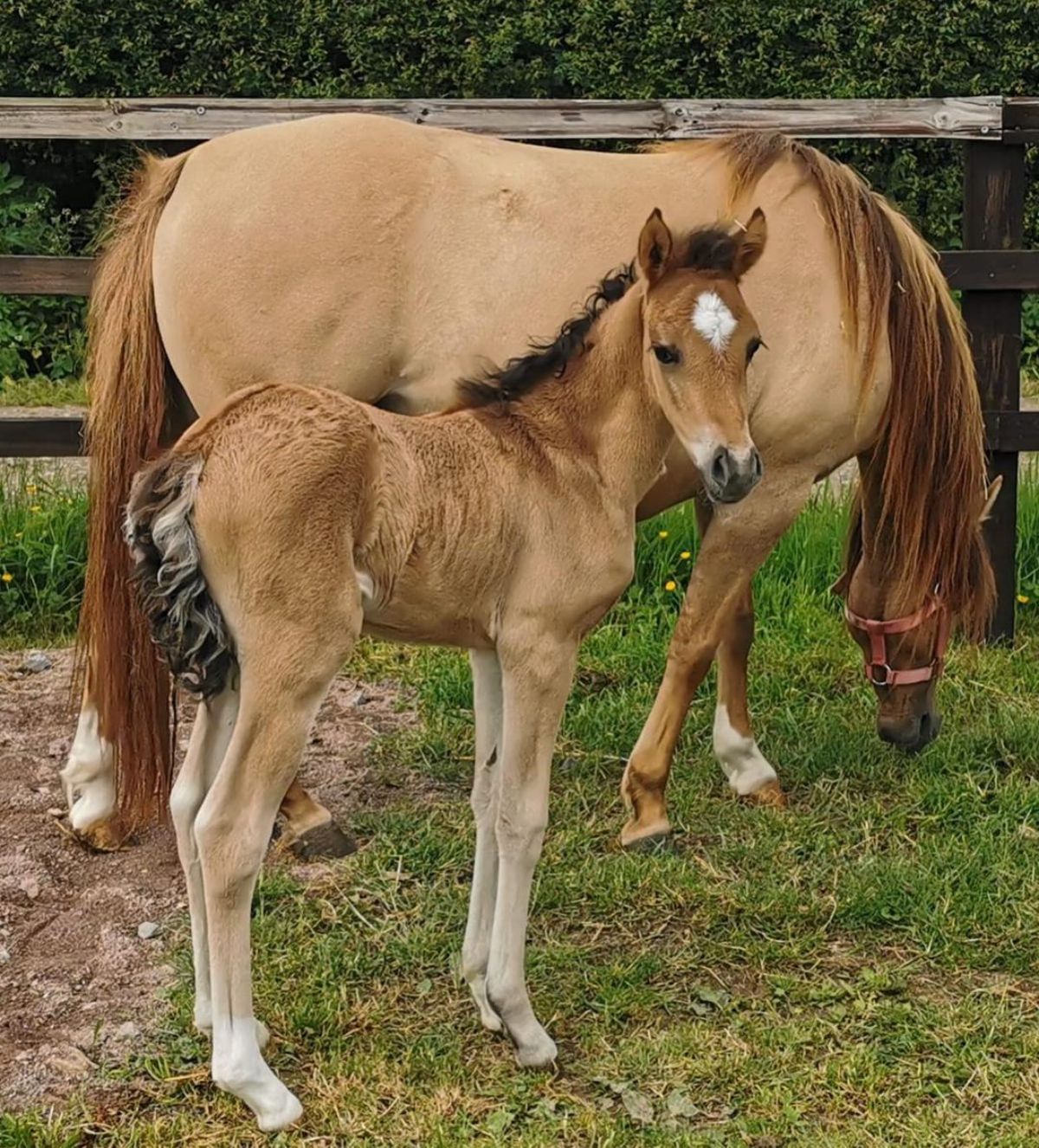 An adorable brown Caspian foal.