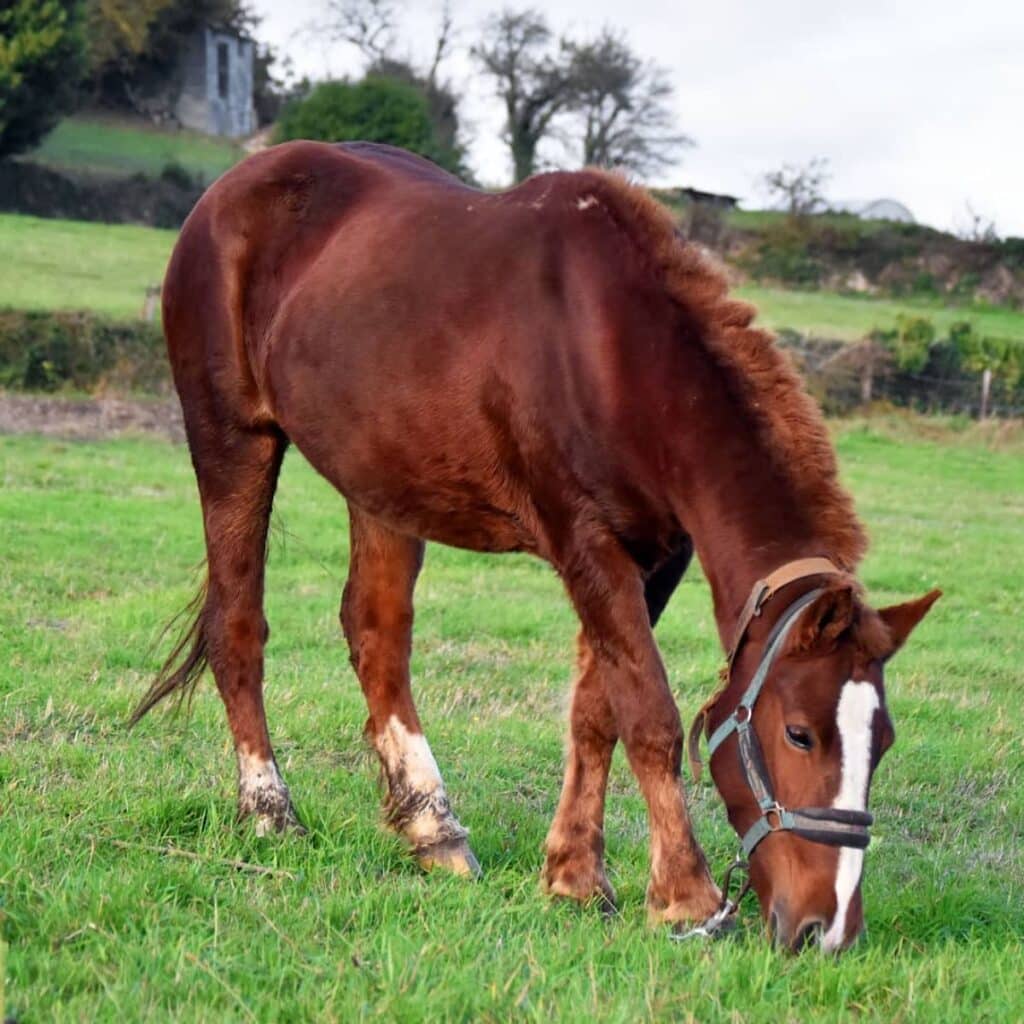 17 Beautiful Spanish Horses Breeds Rare Photos 17-beautiful-spanish-horses-breeds-rare-photos