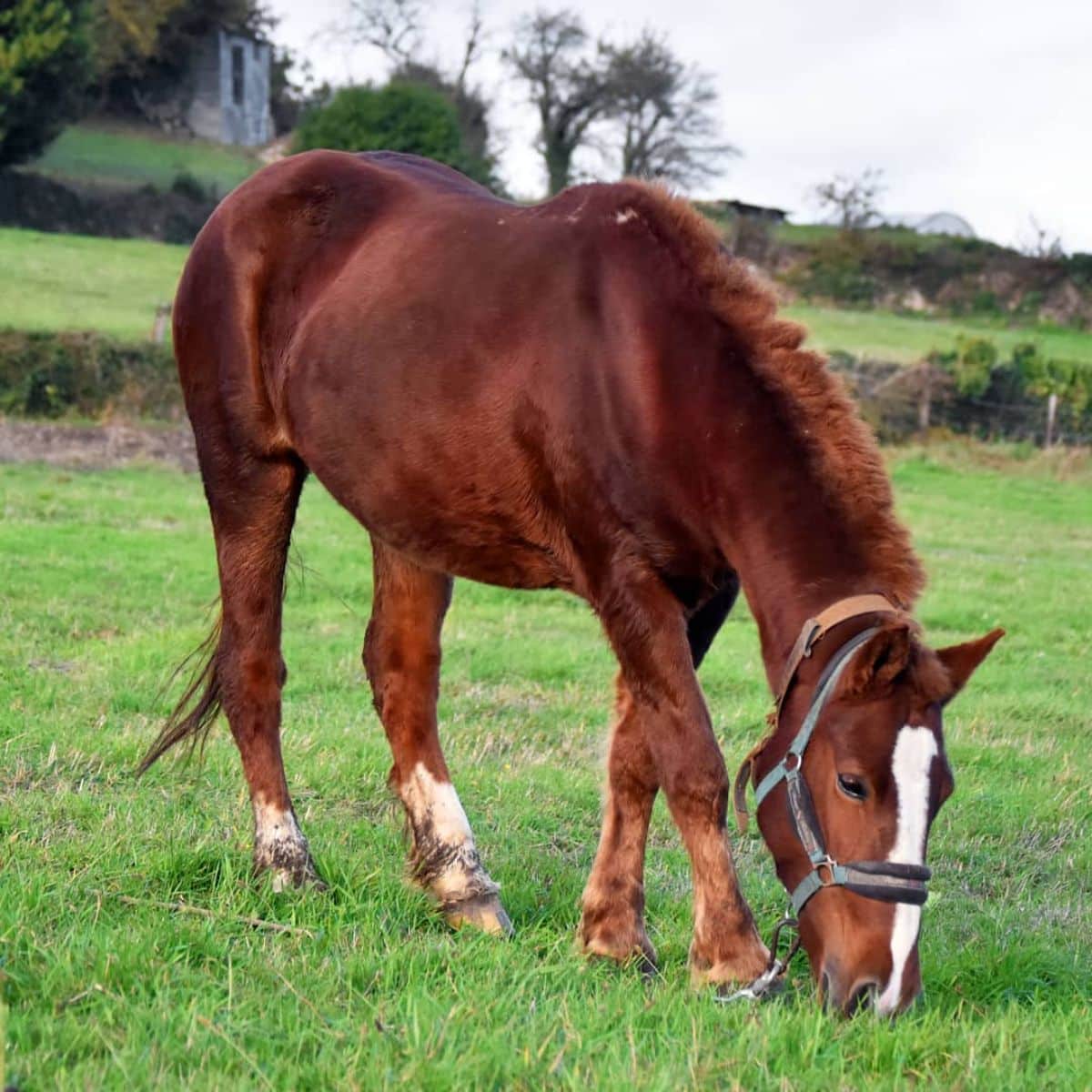 A brown Galician horse grazes on a green lawn.