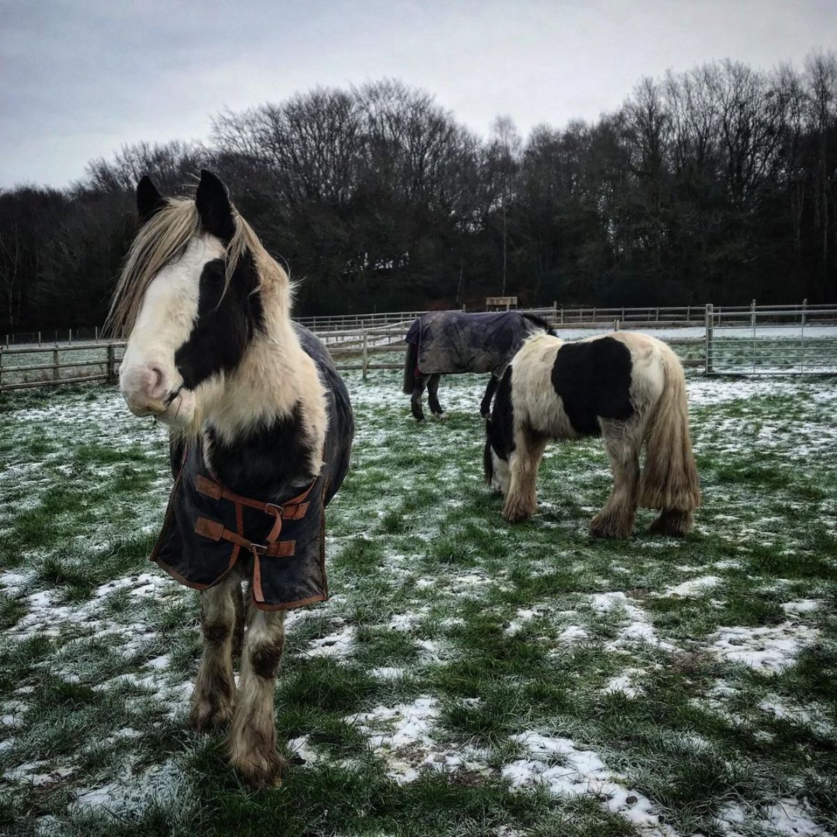 Three fluffy horses grazing and standing on a frosted ranch.