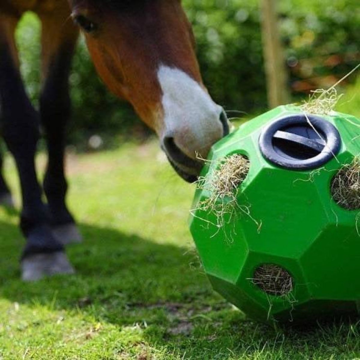 A brown horse grazes from a ball horse feeder.