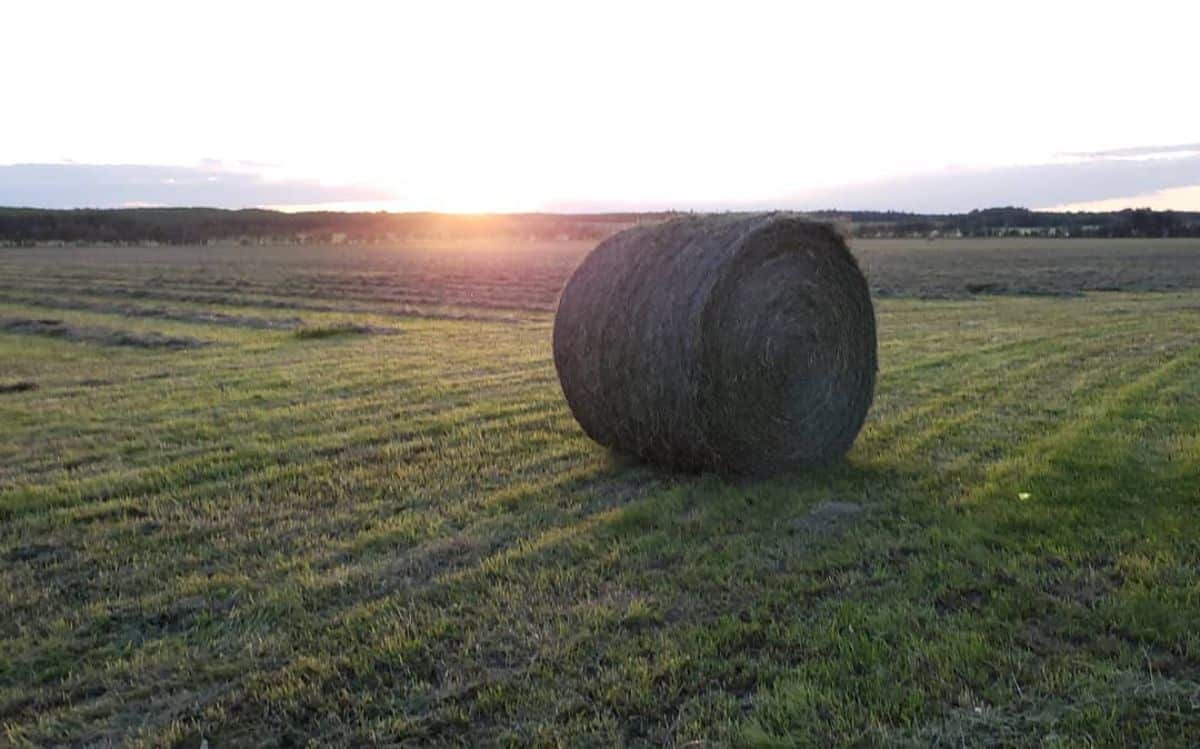 A roll of Bromegrass Hay on a field.