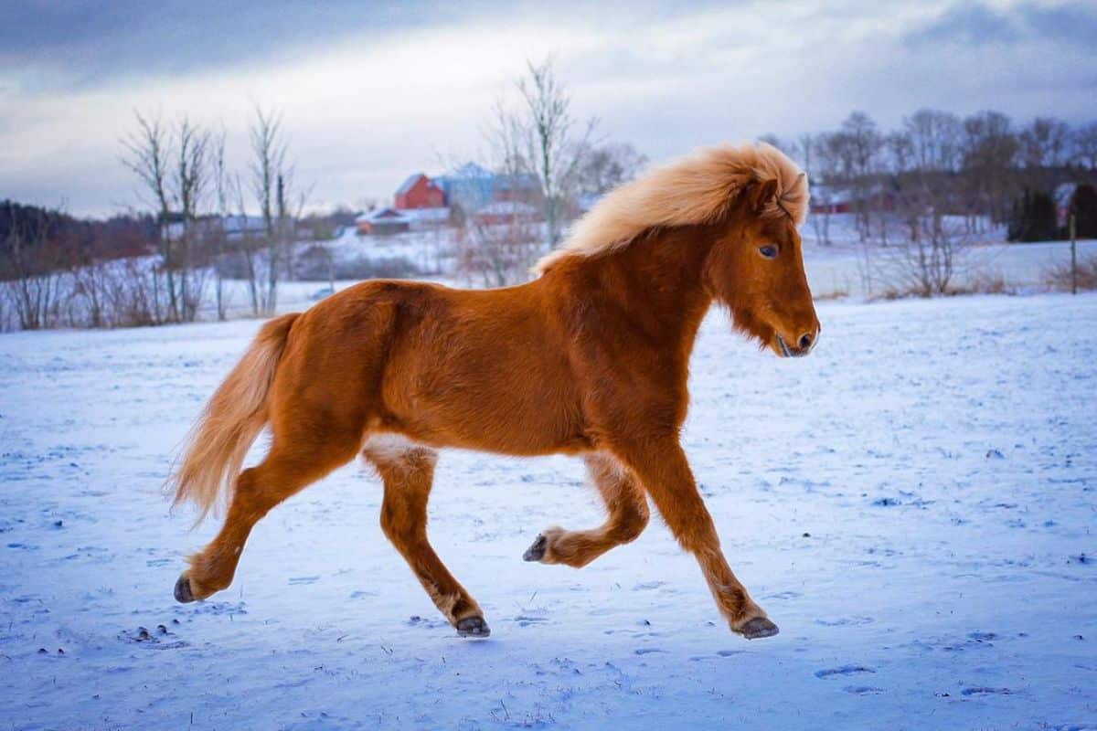 A brown Icelandic Horse runs on a snow-covered field.