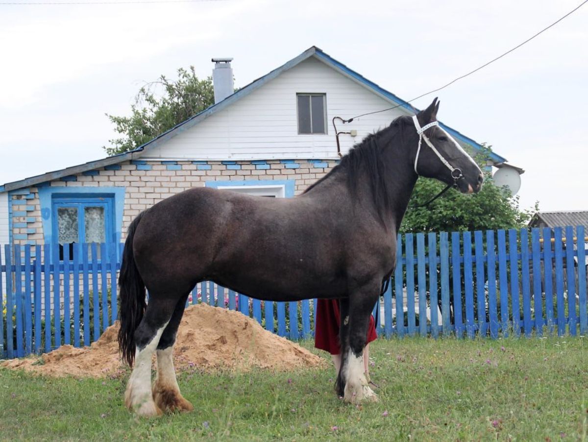 A black heavy-muscled Russian Heavy Draft horse stands on a meadow.