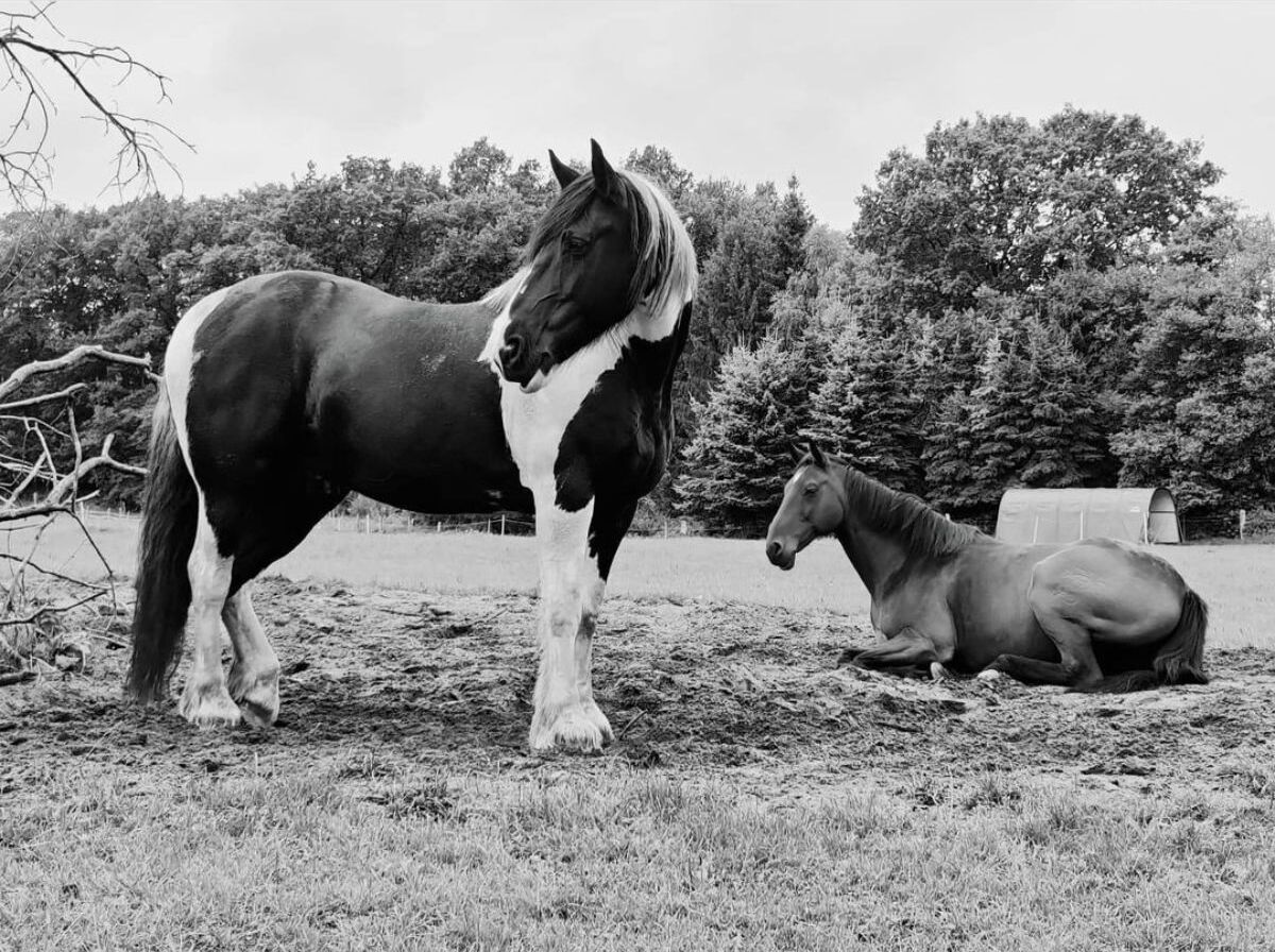 Black and white photo of a horse taking care of a sleeping horse.