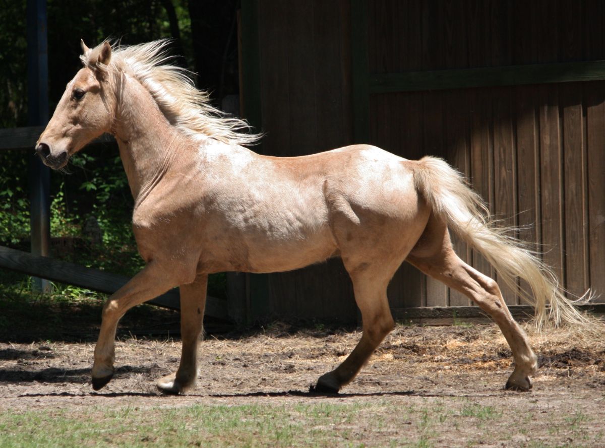 A beautiful light-brown Tennessee Walking Horse horse runs on a ranch.