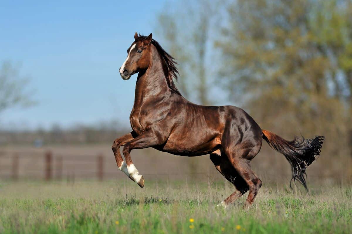 A majestic brown Thoroughbred horse jumps on a field.