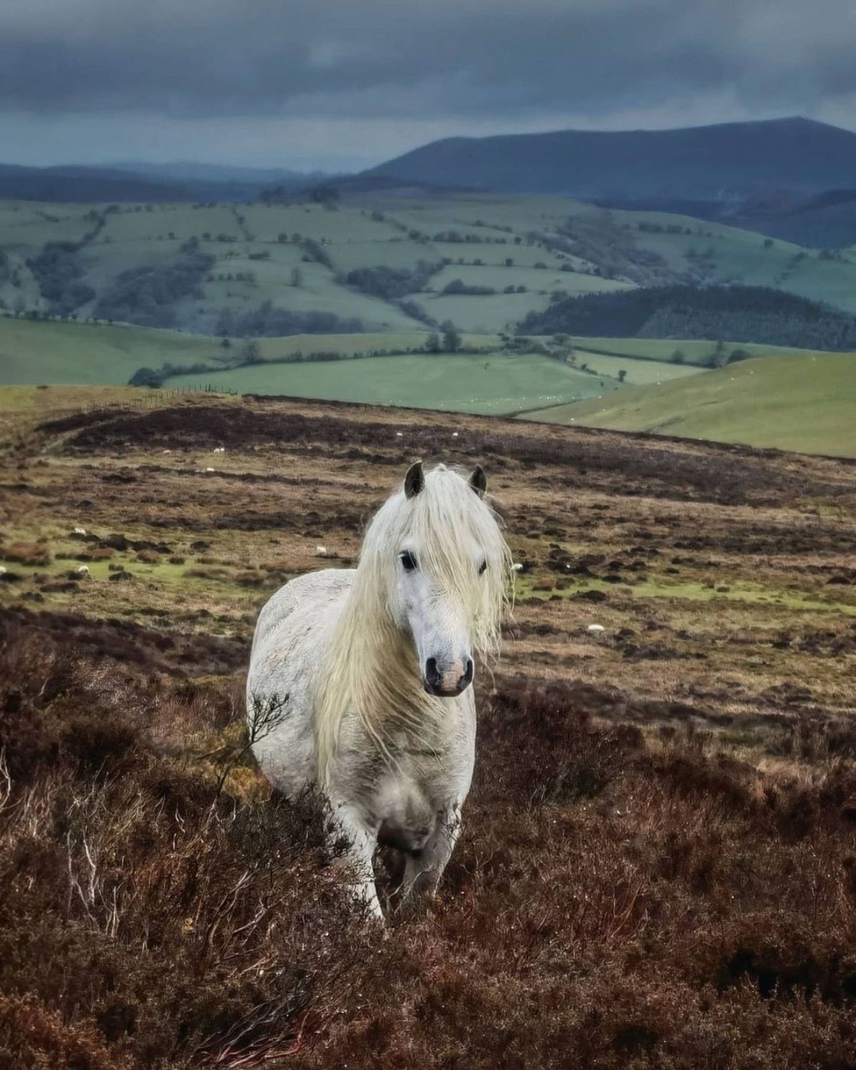 An adorable white Welsh Mountain Pony stands on a field.