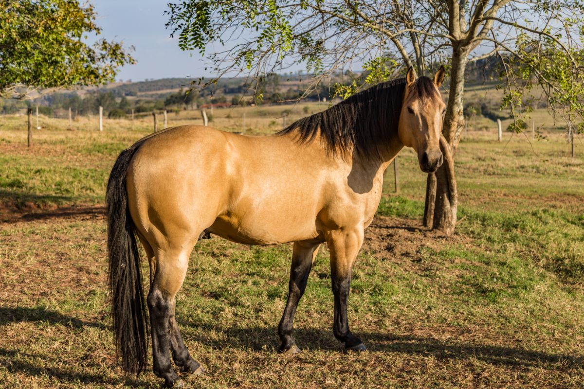 A beautiful American Quarter Horse with a black mane stands on a ranch.