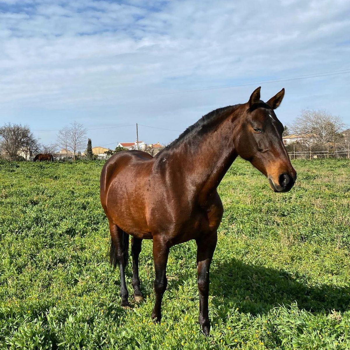 An adorable brown Andalusian horse stands on a field.