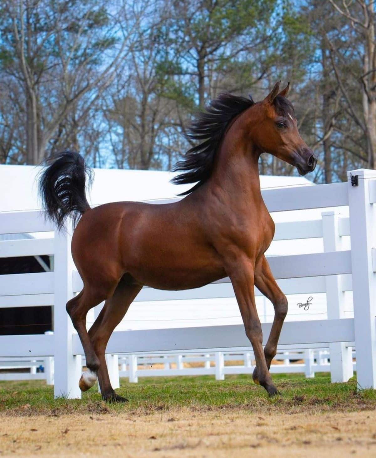 A brown Arabian Horse walks on a ranch.