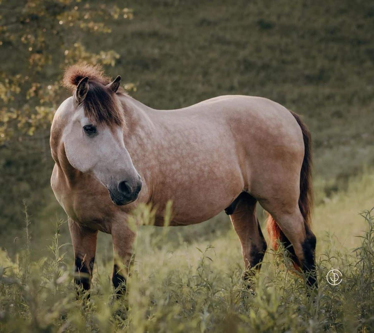 An adorable speckled Bashkir horse stands on a field.