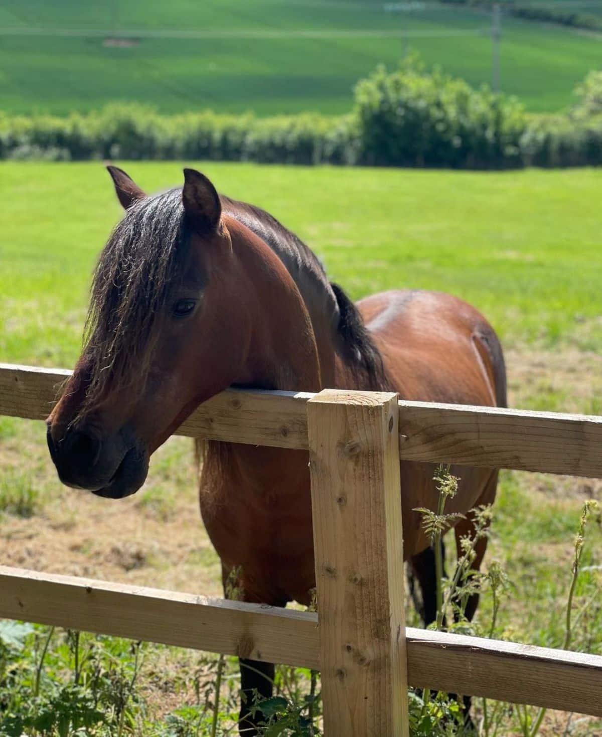 An adorable brown Caspian Horse with a black mane leans on a wooden fence.