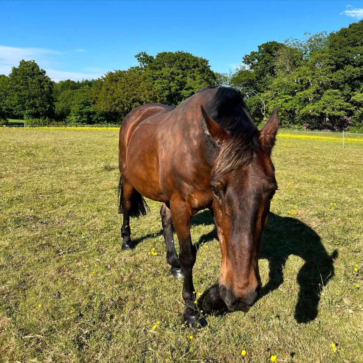 A brown Cleveland Bay horse stands on a field.