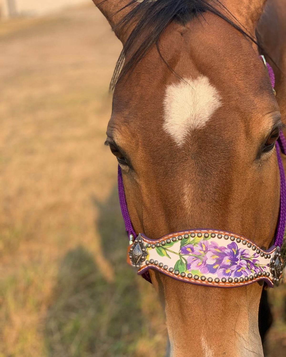 A brown horse with a customized halter.