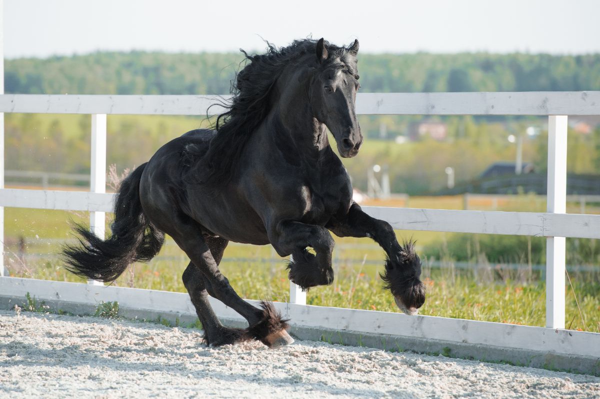 A beautiful black Friesian horse runs on a ranch.