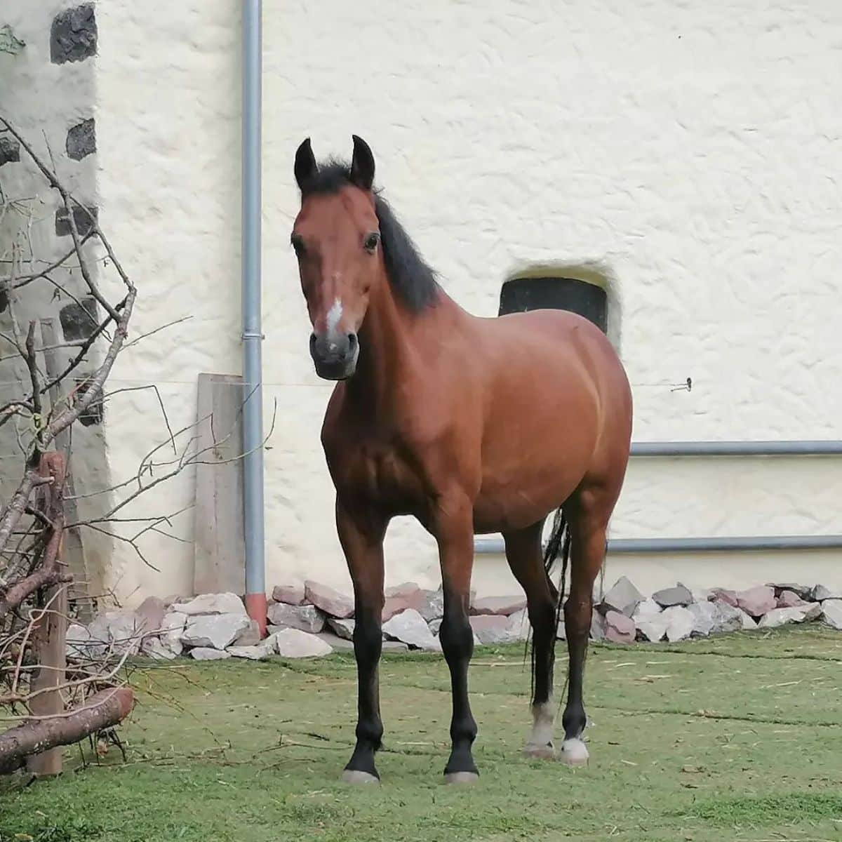 An elegant brown Hackney Horse stands on a green lawn.