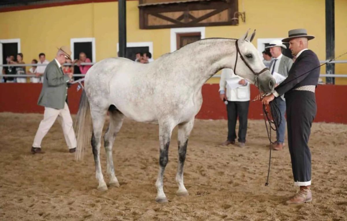 A gray Hispano-Arabe horse in the arena.