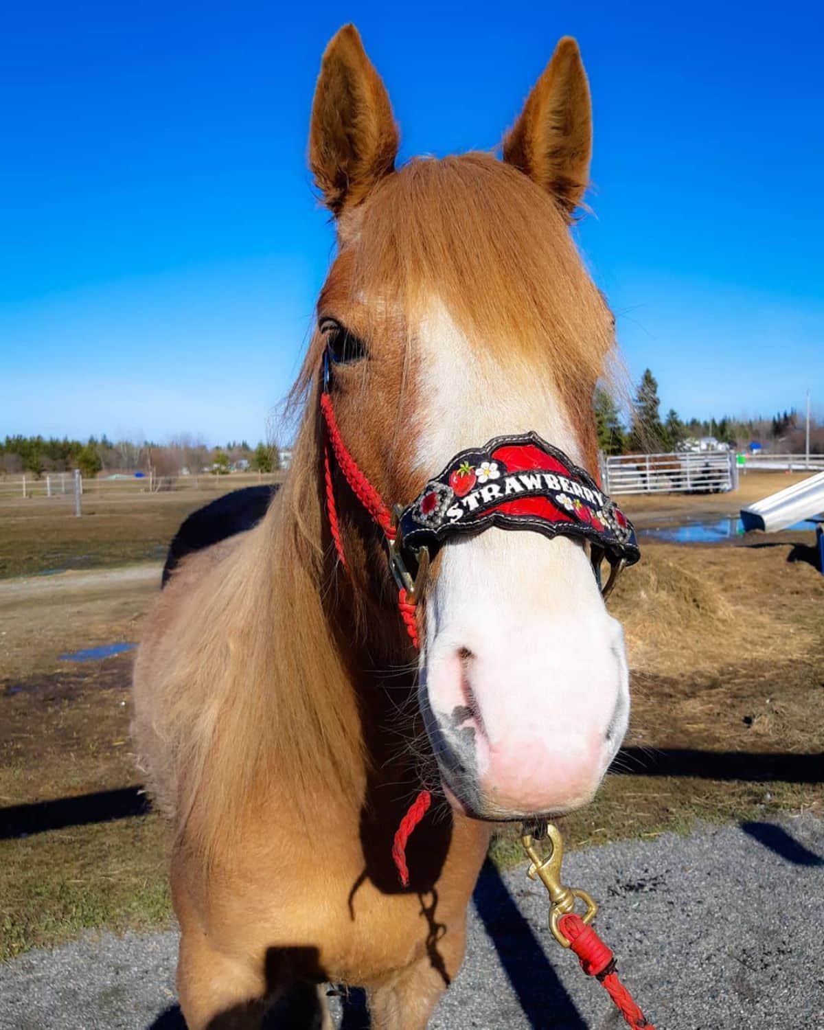 An adorable brown horse with a brushed mane.