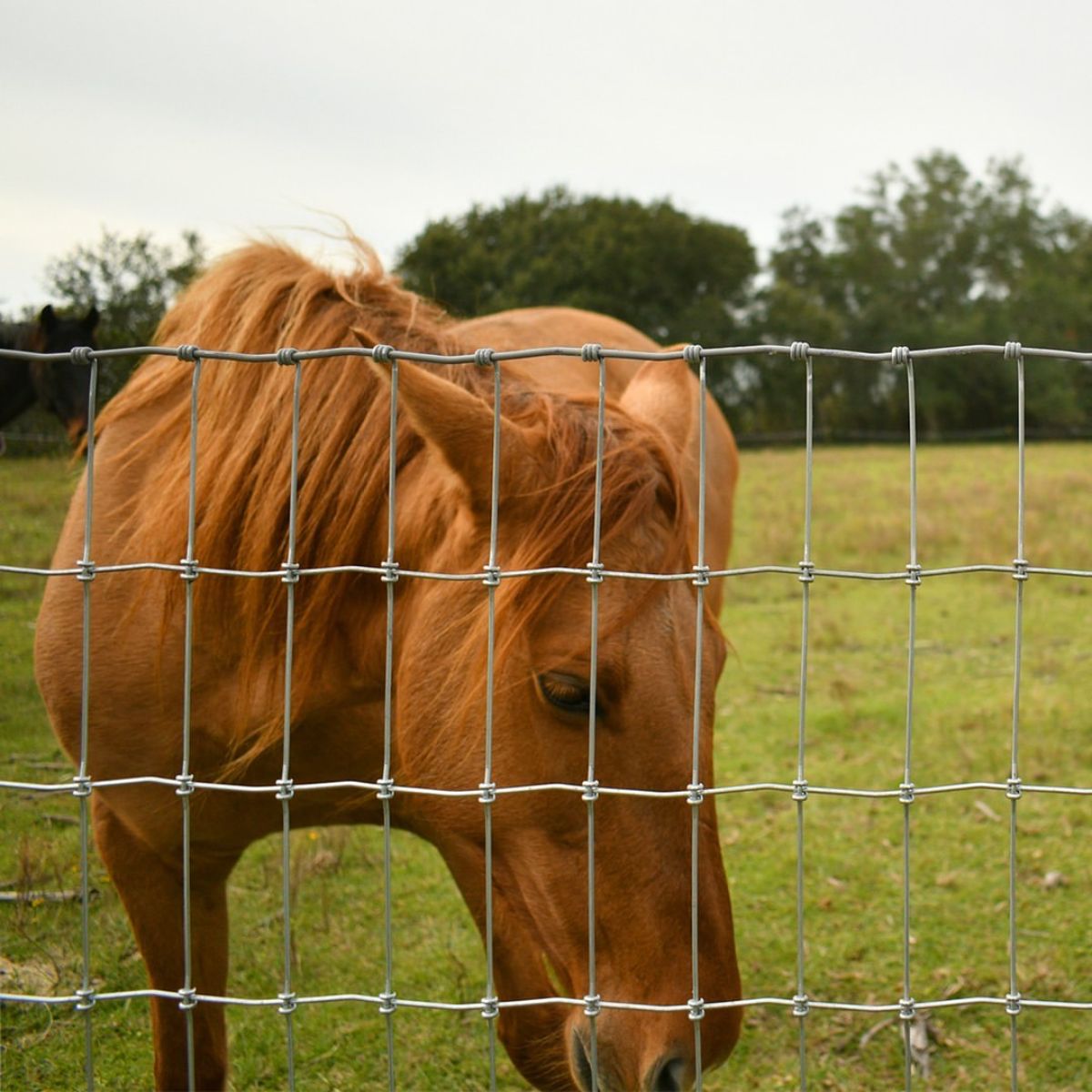 A brown horse stand near a wire fence.