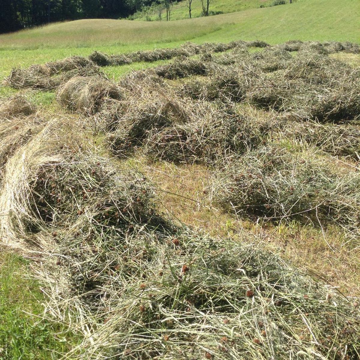 Clover Hay on a field.