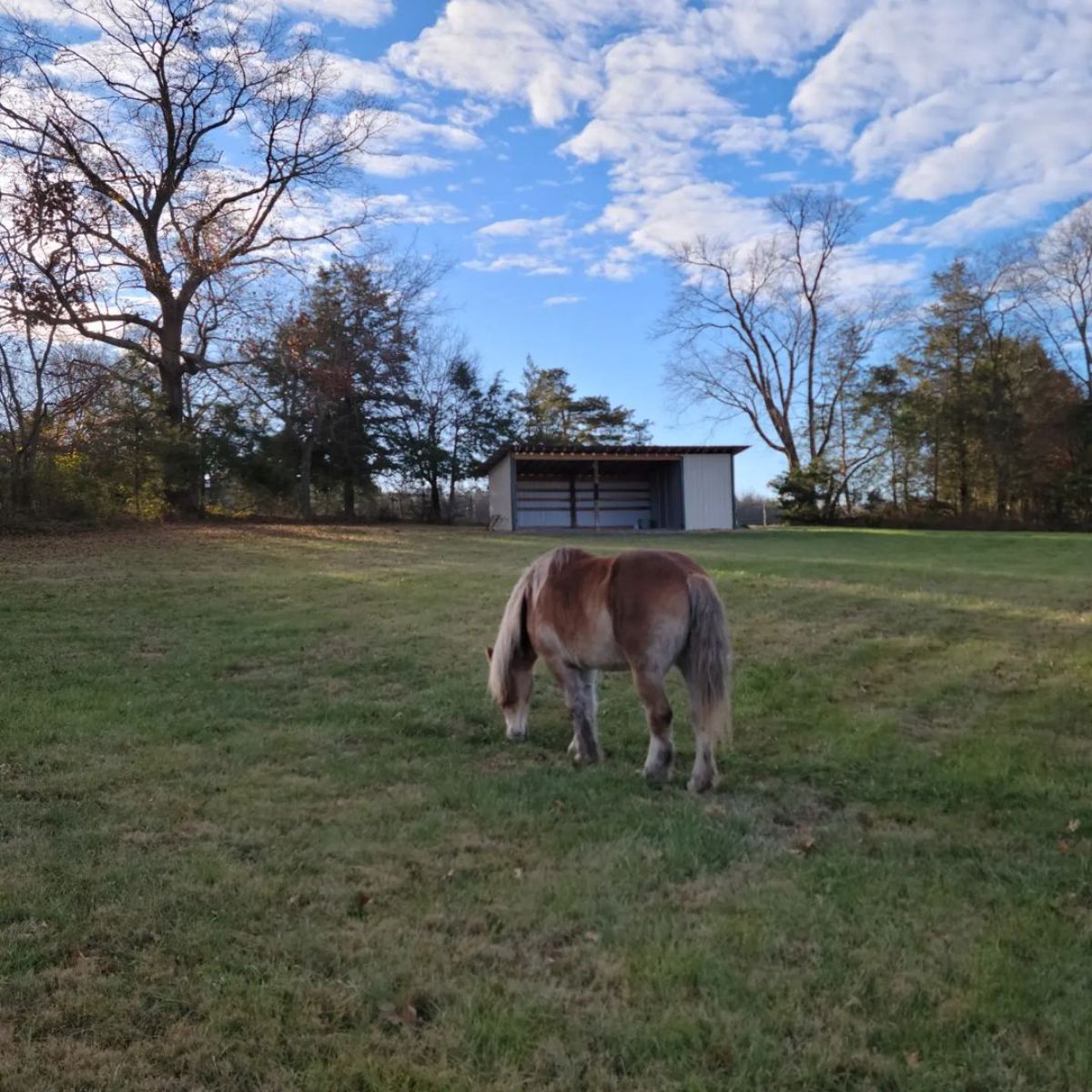 A brown horse grazes on a field with a shelter in the distance.