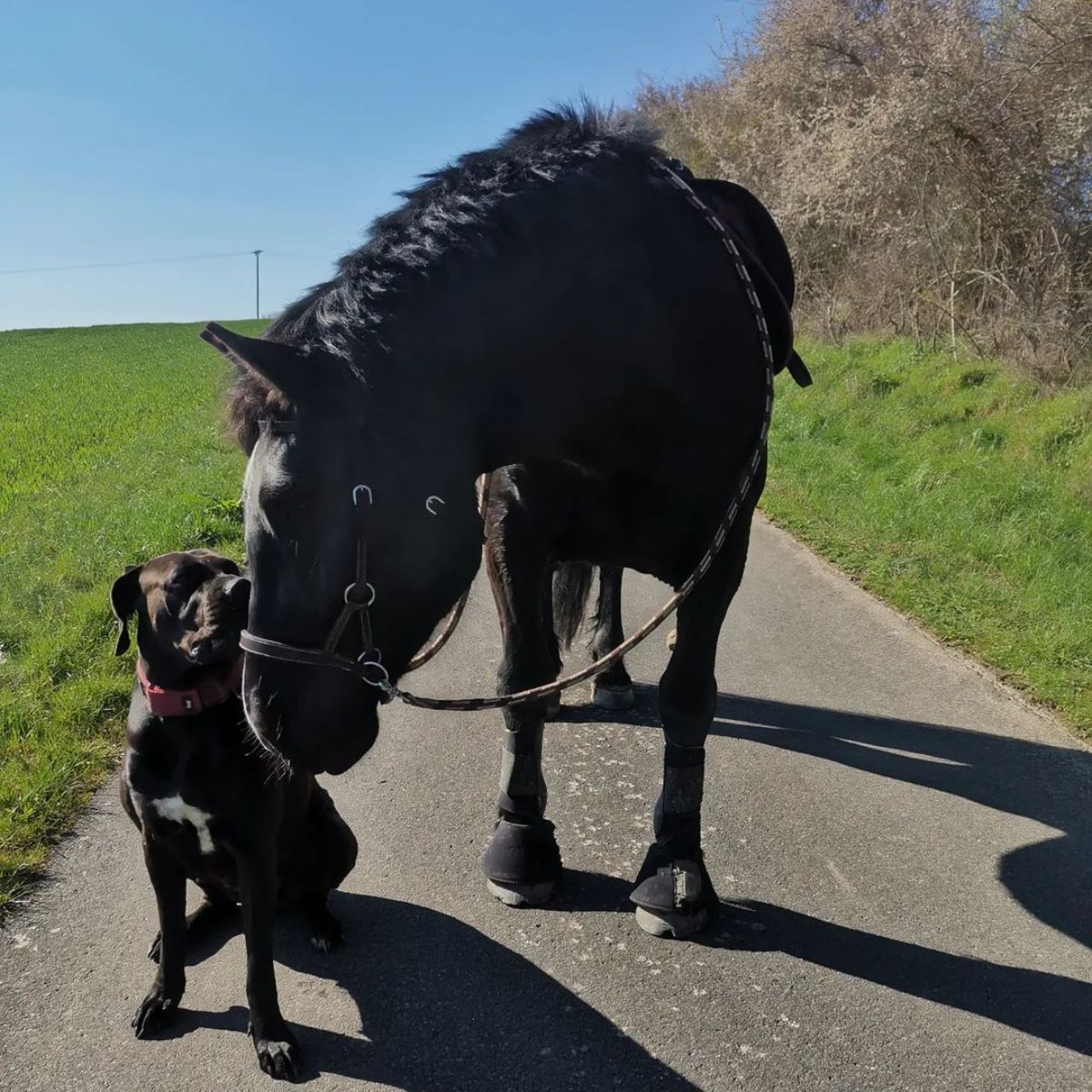 A huge black Noriker horse stands on the road next to a black dog.