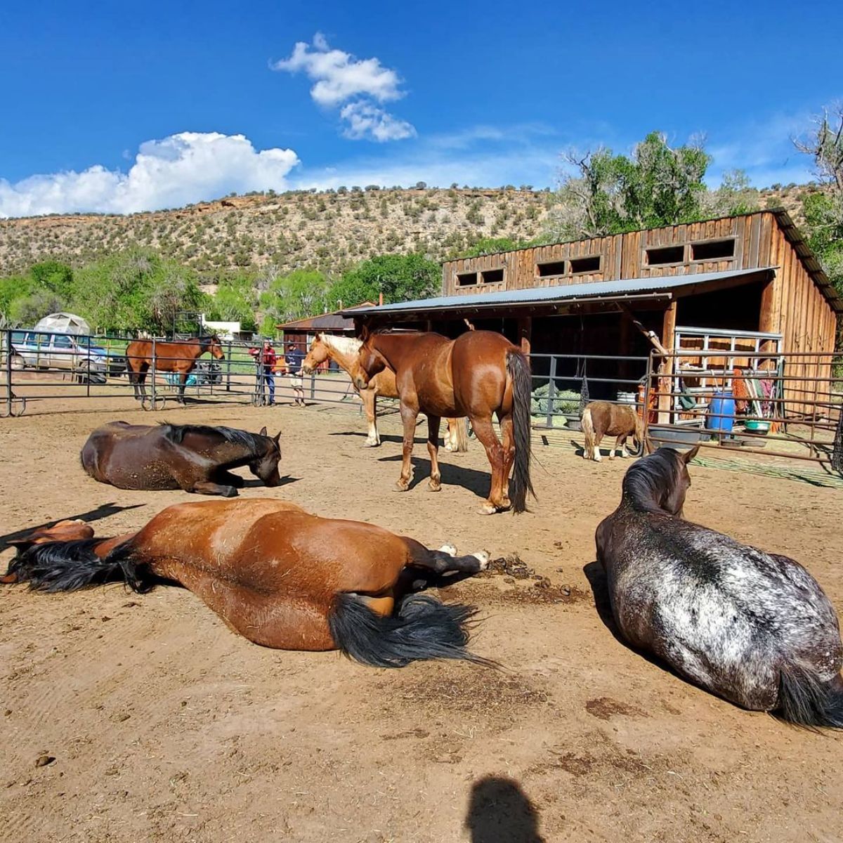 A bunch of horses waking up from sleep on a ranch.