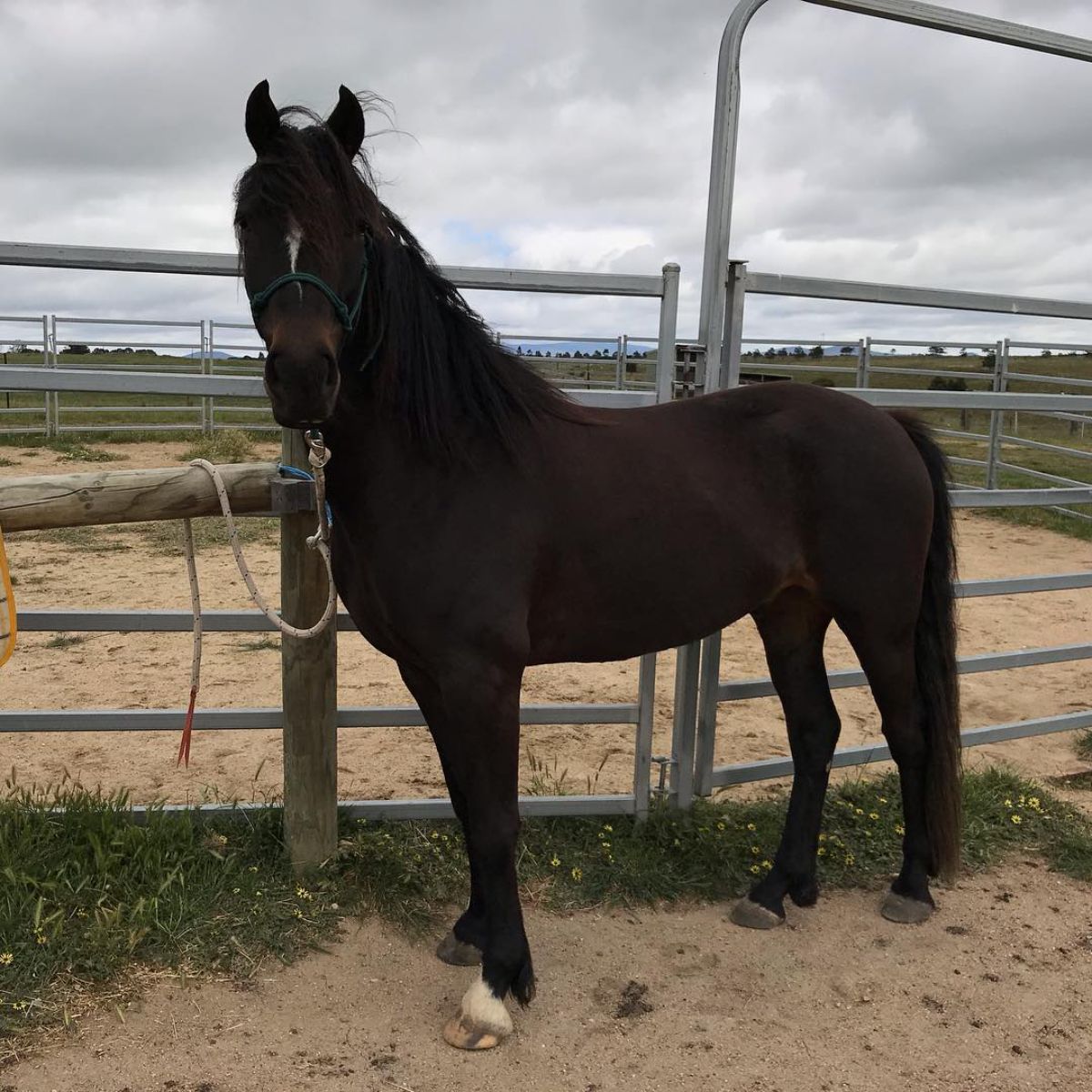 A dark brown Waler horse stands near a metal fence.