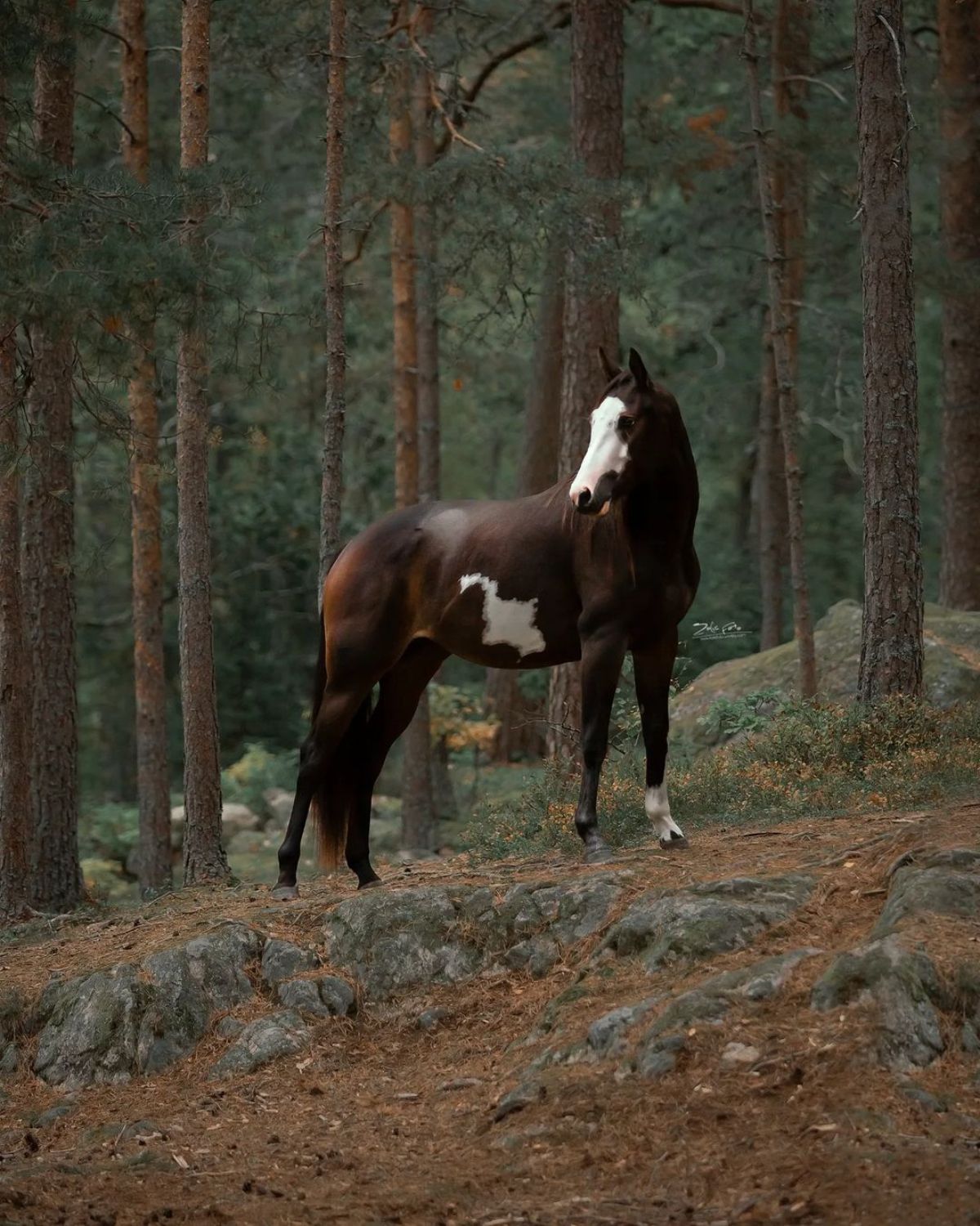 A brown white-spotted American Paint Horse in a forest.